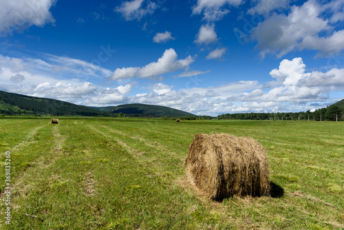 Rural landscapes. Rolls of haystacks on the field. Summer farm scenery with haystack on the background of forest