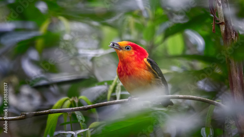 Stunning deep orange rainforest bird stands out from the green colors of the jungle. Band-tailed Manakin with colorful and intense plumage.