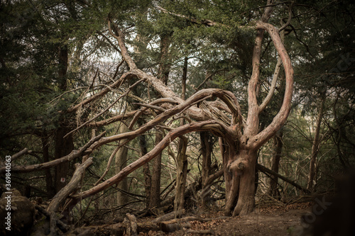 Ancient and spooky yew in the yew forest, haunted century yew