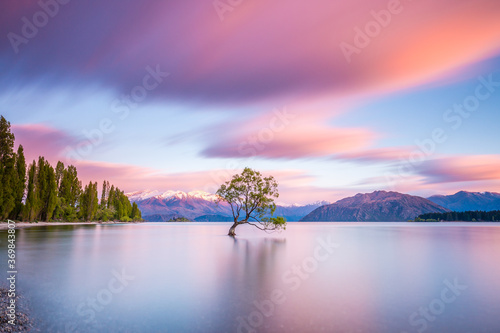 "That Wanaka Tree" at sunrise | Wanaka, New Zealand