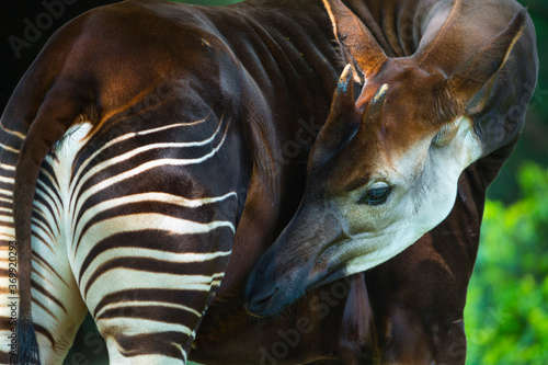 Okapi (Okapia johnstoni), forest giraffe or zebra giraffe