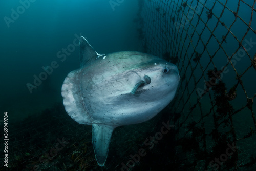 Ocean Sunfish Mola Mola Swimming Underwater in Fish Net