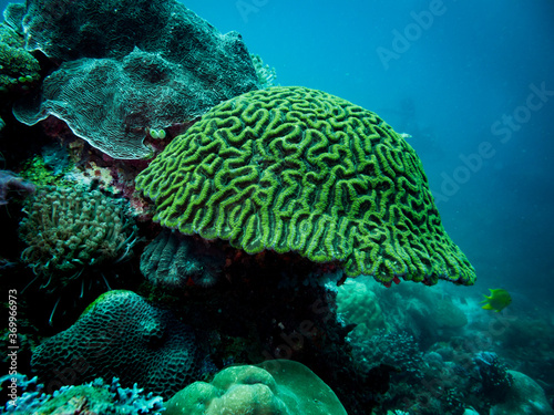 Colorful coral reef, underwater photo, Philippines