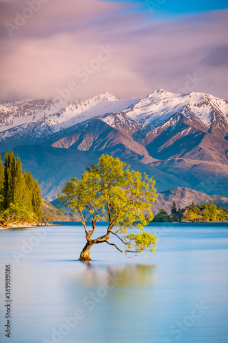 "That Wanaka Tree" at sunrise | Wanaka, New Zealand