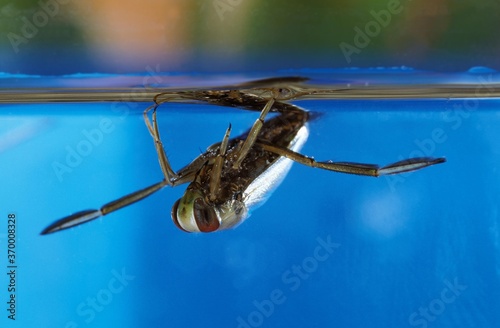 WATER BOATMAN notonecta glauca, ADULT