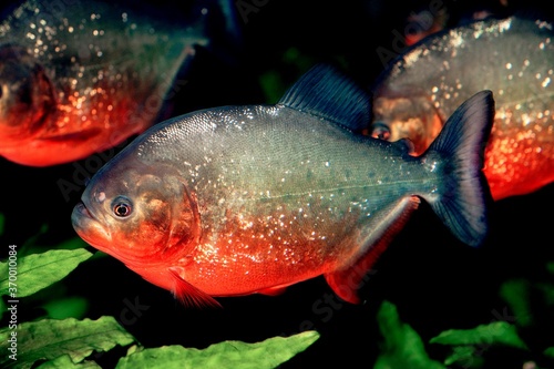 RED BELLIED PIRANHA pygocentrus nattereri, ADULTS