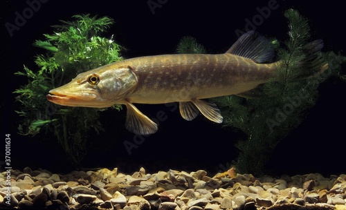NORTHERN PIKE esox lucius, ADULT