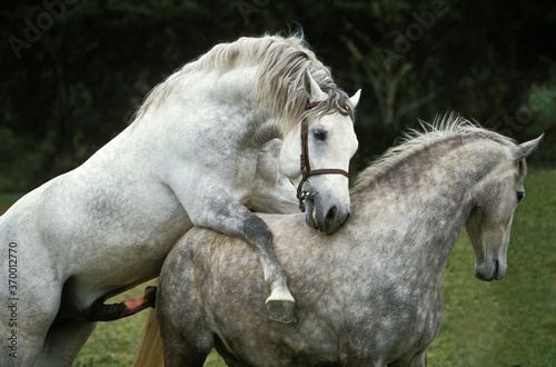 LIPIZZAN HORSE, MARE AND STALLION MATING