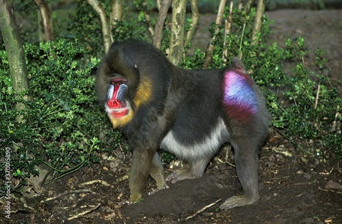 MANDRILL mandrillus sphinx, MALE