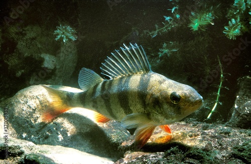 EUROPEAN PERCH perca fluviatilis