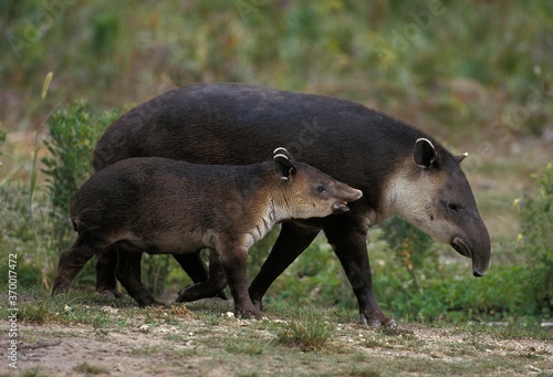 BAIRD'S TAPIR tapirus bairdii, FEMALE WITH YOUNG