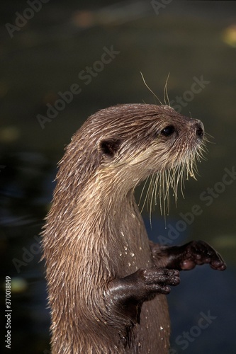 SHORT CLAWED OTTER aonyx cinerea, ADULT STANDING ON HIND LEGS