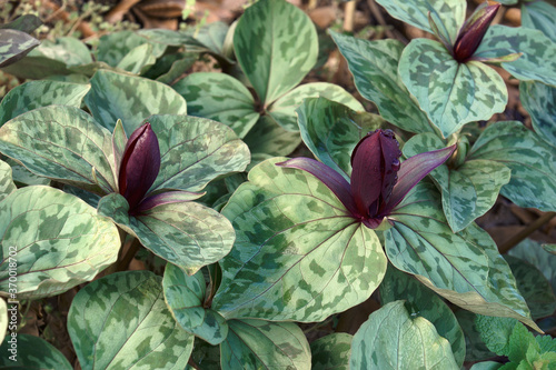 Close-up image of Little Sweet Betsy plant with flower