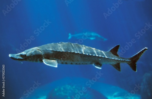 Lake Sturgeon, acipenser fulvescens, Adult