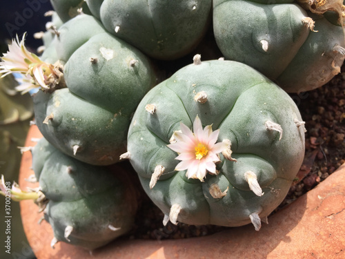 Psychedelic Mescaline Peyote Cactus in Mexico