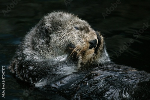 Sea Otter, enhydra lutris, Adult grooming Fur, California