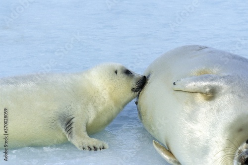 Harp Seal, pagophilus groenlandicus, Mother with Pup suckling, Magdalena Island in Canada