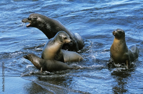 Galapagos Fur Seal, arctocephalus galapagoensis, Group standing on Beach, Galapagos Islands