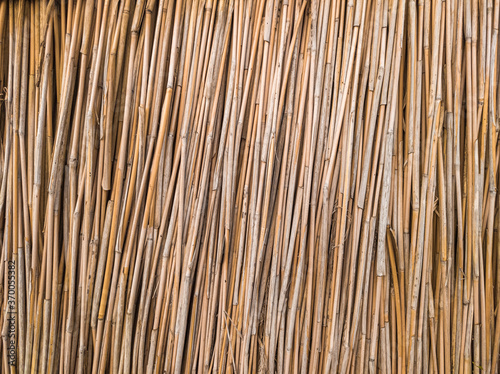 Dry cane stalks closely spaced. Background from yellowed reeds.