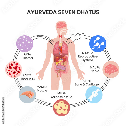 Ayurveda Seven Dhatus