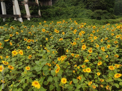 夏のひまわり畑を空撮したものです