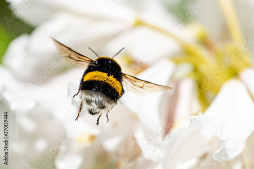 A cute bumblebee approaching a flower