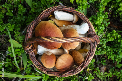 wicker basket with fresh cep porcini mushrooms in autumn forest