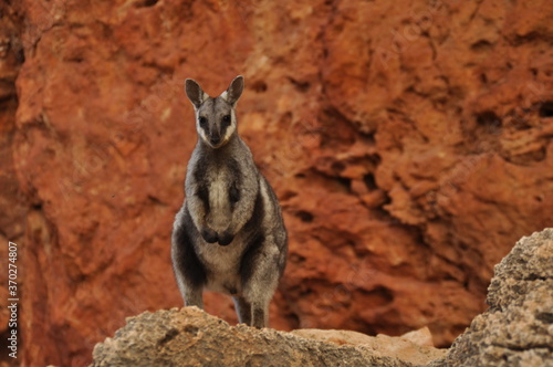 A black flanked rock wallaby (warru) against the brilliant red of its rocky home. These small marsupials are skilled rock hoppers and take protection living on the cliffs of gorges.