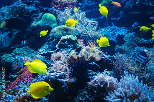 Coral reef and fish underwater photo. Underwater world scene.