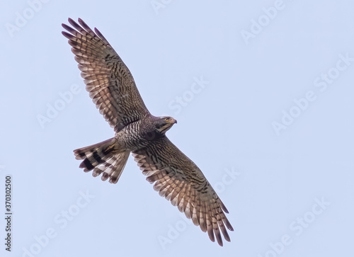 Grey-faced Buzzard in flight 