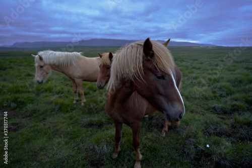 group of Icelandic wild horses with nice big manes at night in the north west of the island of iceland