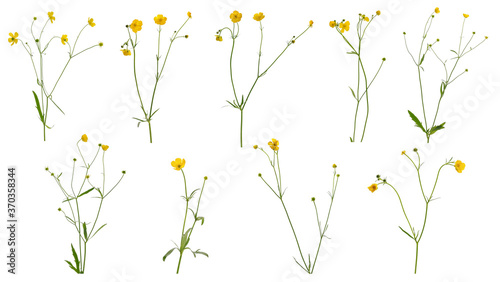 Many stems of buttercup with flowers and leaves at various angles on white background