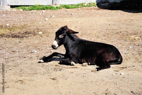 Photography of zoo animal, donkey