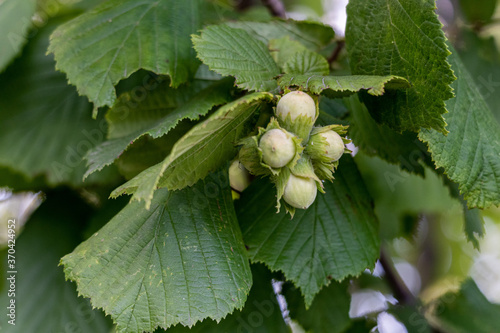 hazelnuts and leaves on the tree