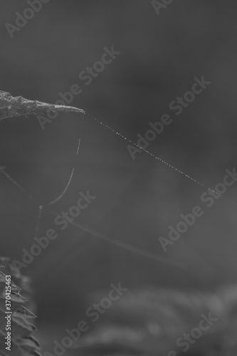 Krople rosy na nitkach pajęczyny