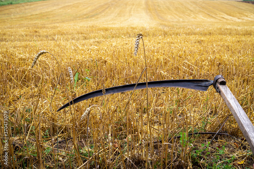 Rustic scythe in a harvested field of wheat