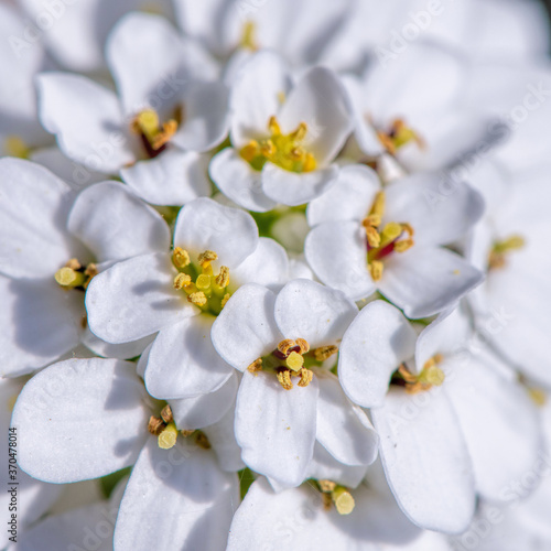 one white iberis flower
