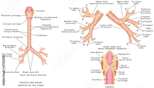 Trachea and bronchi. Trachea and major bronchi of the lungs. Human trachea and bronchioles. Larynx anatomical illustration diagram, educational medical scheme with nasal cavity, larynx, trachea and es