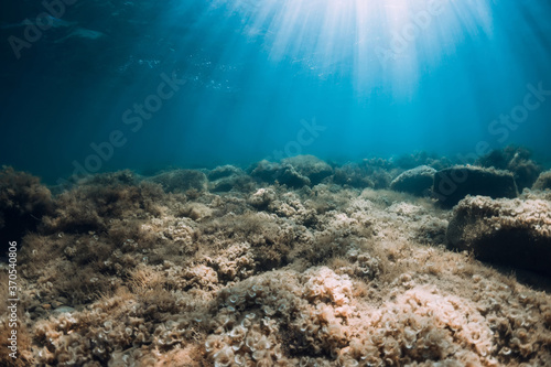 Underwater view with stones and seaweed in transparent sea. Sunlight in ocean
