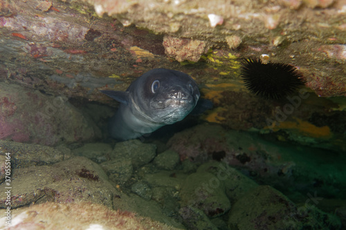 European conger (Conger conger) in Mediterranean Sea