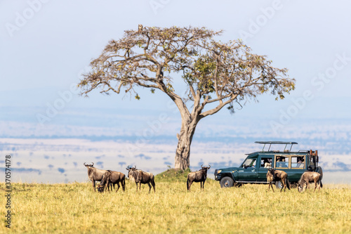 Unidentifiable tourists in a safari vehicle watch white-bearded wildebeest in the Masai Mara, Kenya, during the annual Great Migration.