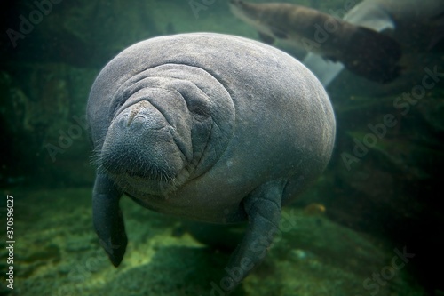 Caribbean Manatee or West-Indian Manatee or Sea Cow, trichechus manatus, Adult