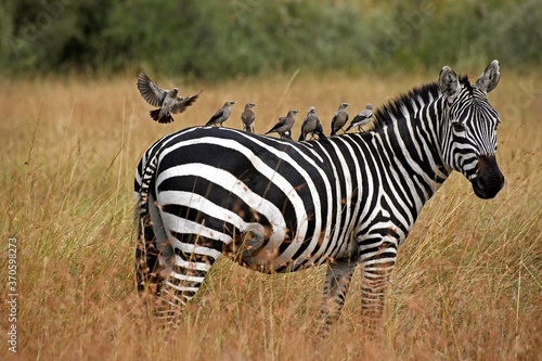 Burchell's Zebra, equus burchelli, Adult with Wattled starling on its Back, creatophora cinerea, Masai Mara Park in Kenya