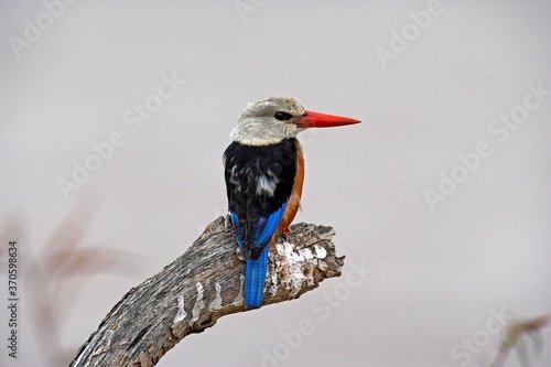 Grey Headed Kingfisher, halcyon leucocephala, Adult standing on Branch, Naivasha Lake in Kenya