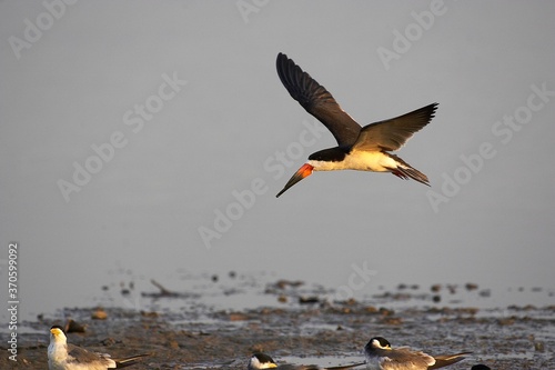 Black Skimmer, rynchops niger, Adult in Flight, Los Lianos in Venezuela