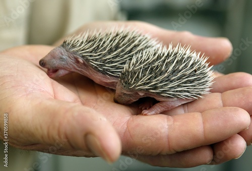European Hedgehog, erinaceus europaeus, Babies rescued at La Dame Blanche, a Wildlife Protection Center in Normandy