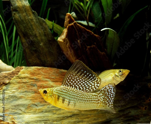 Sailfin Molly, poecilia velifera, Aquarium Fishes