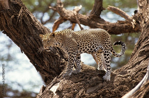 Leopard, panthera pardus, Adult standing in Tree, Nakuru Park in Kenya