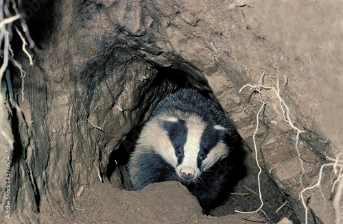 European Badger, meles meles, Adult standing at Den Entrance