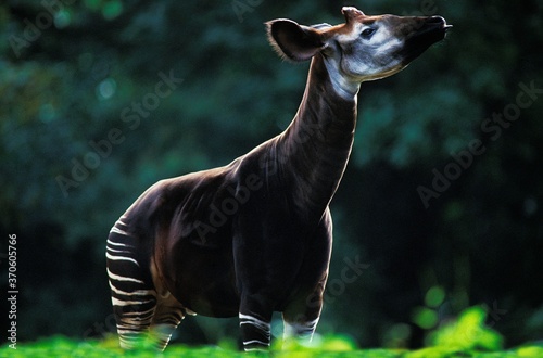 Okapi, okapia johnstoni, Adult